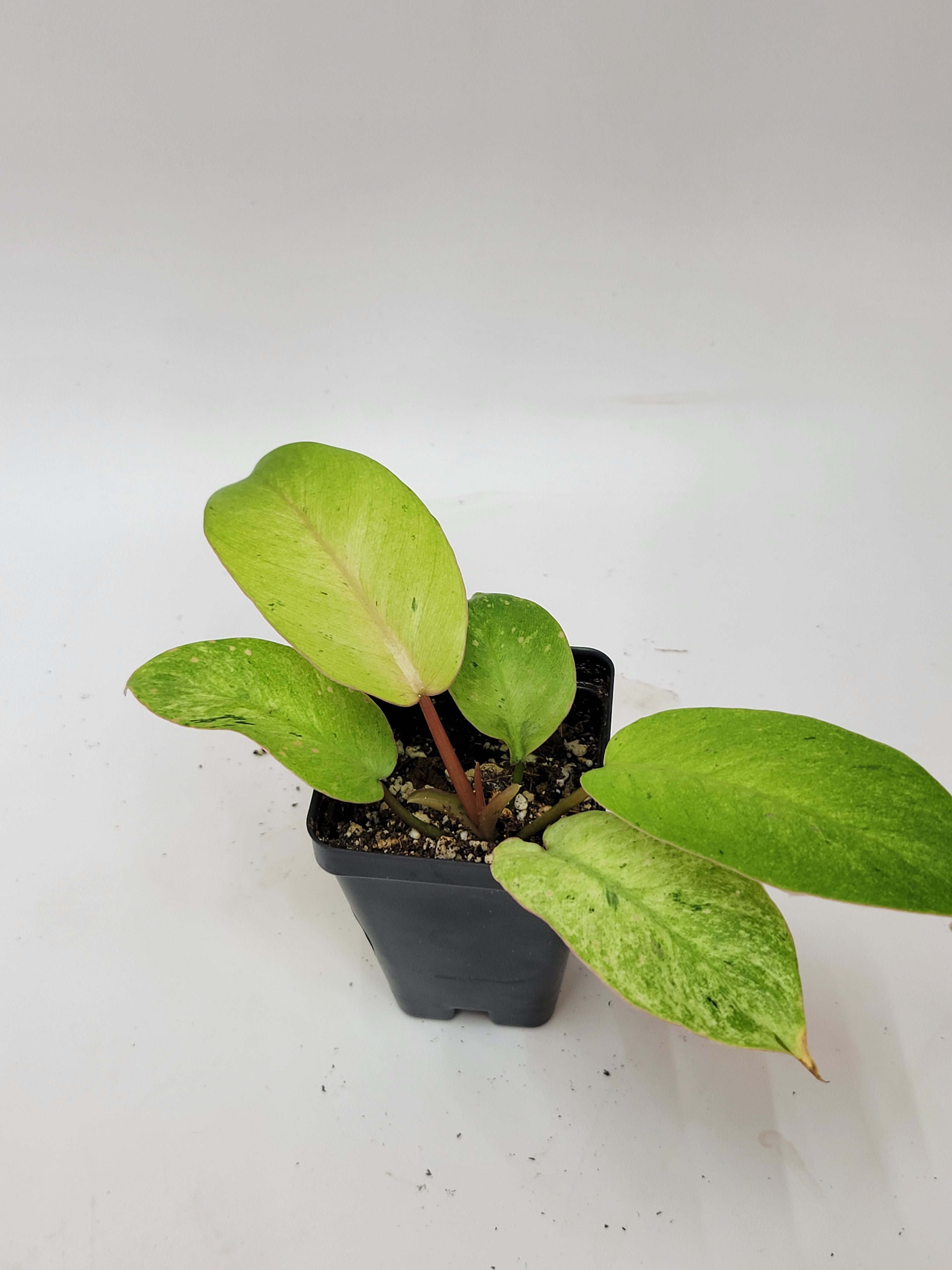 Philodendron Whipple Way – Lazlo Plants