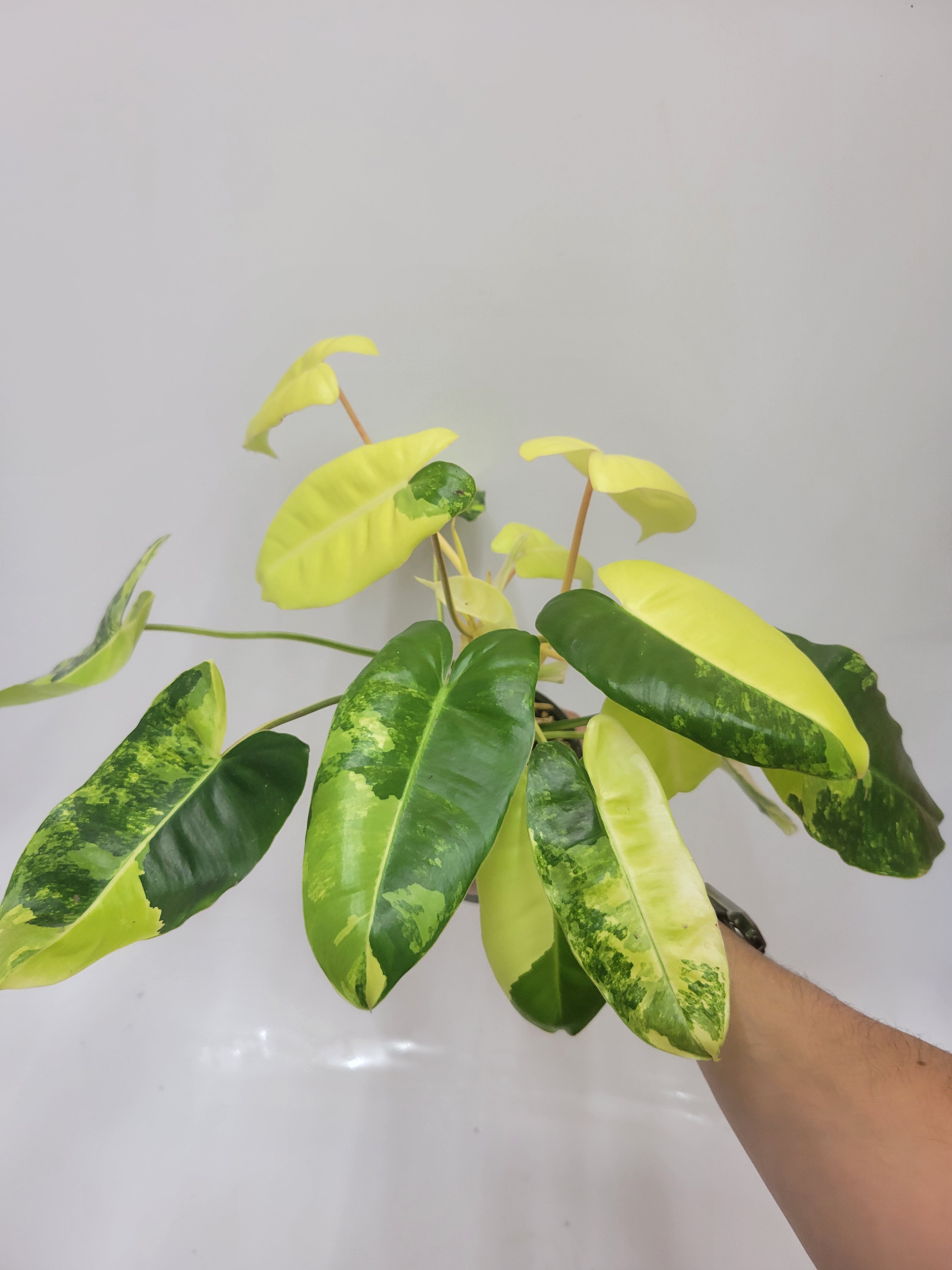 Philodendron Burle Marx Variegated – Lazlo Plants