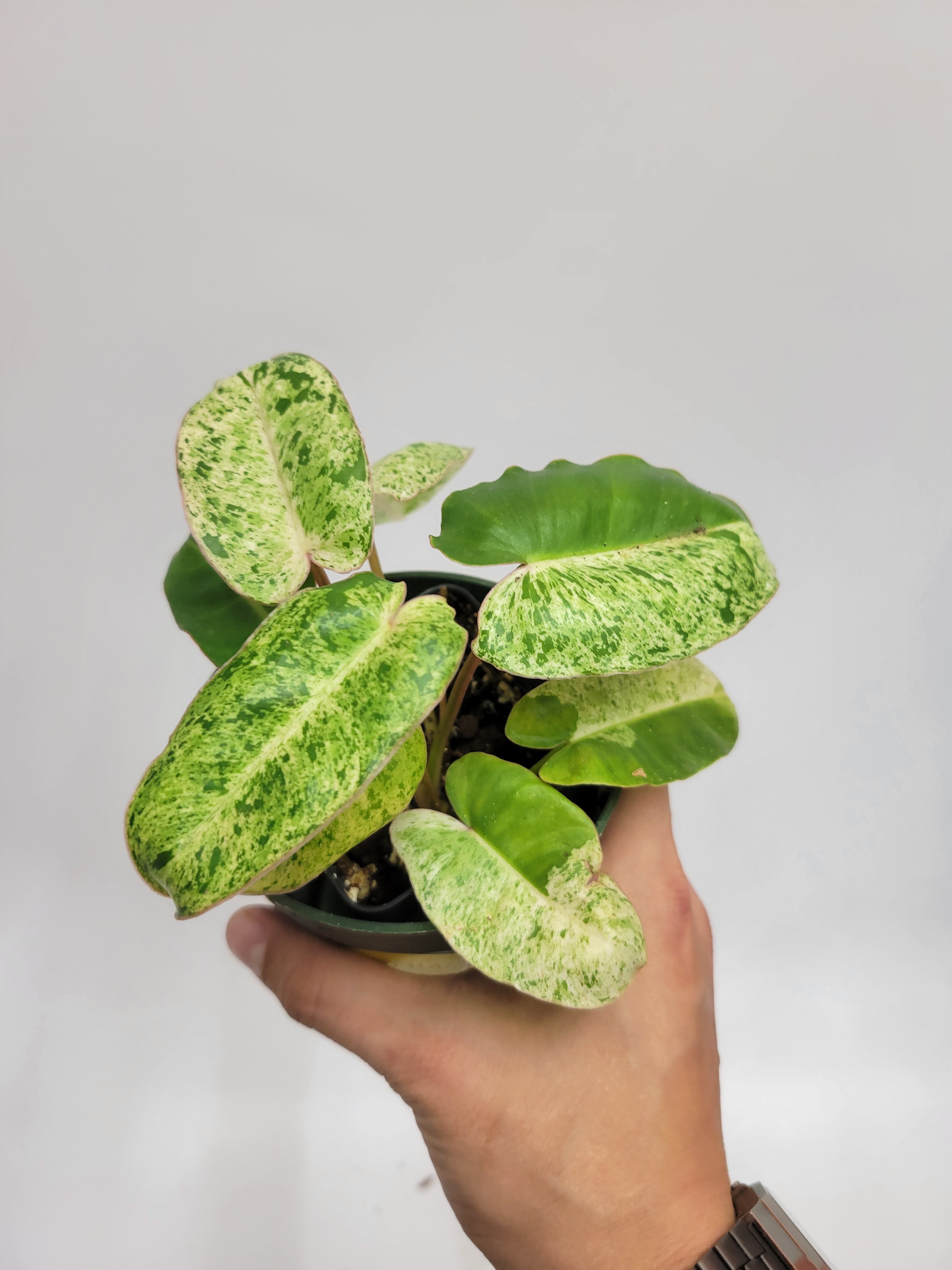 Burle Marx Mint Philodendron  Lazlo Plants