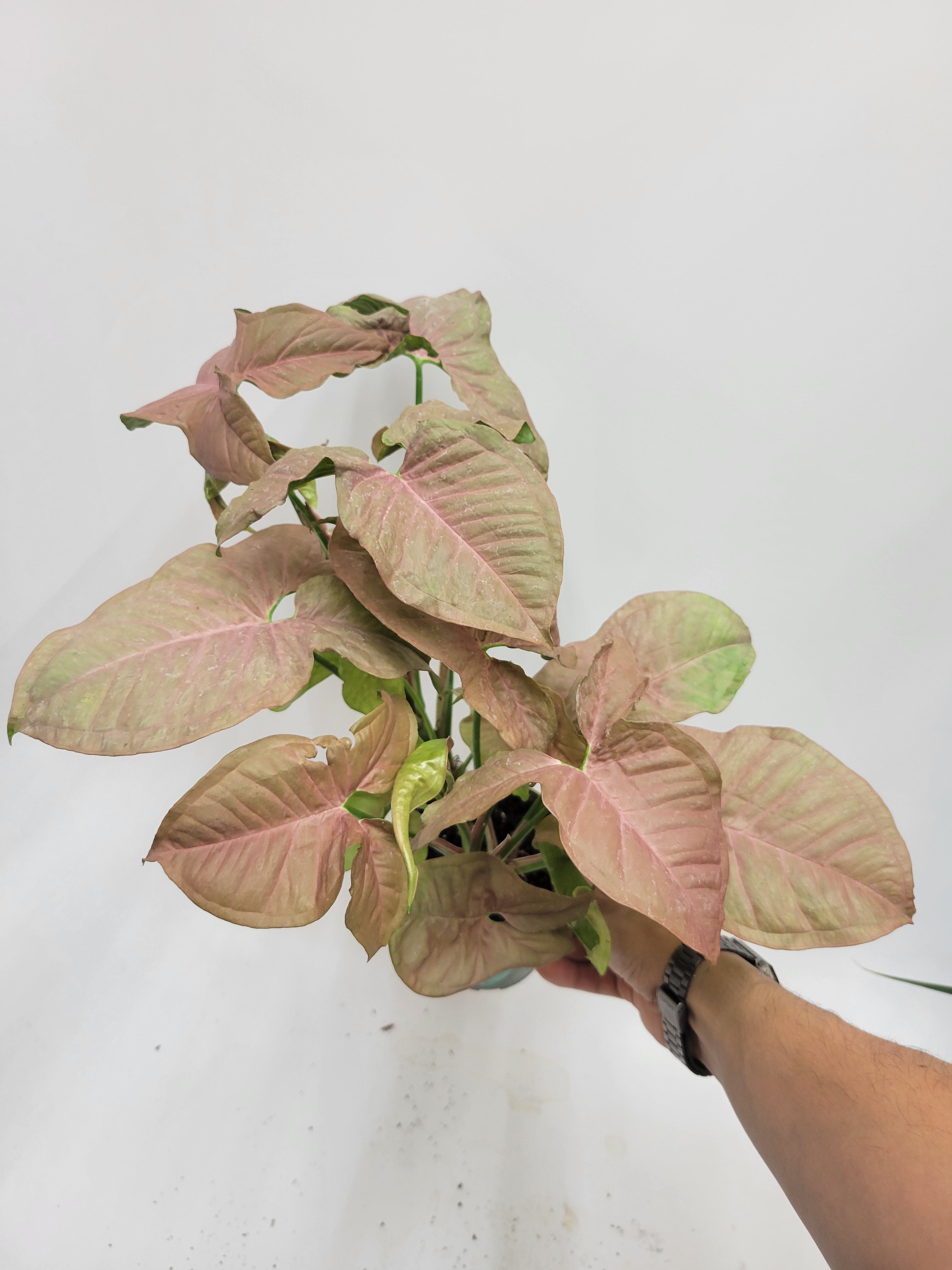 syngonium pink perfection – Lazlo Plants
