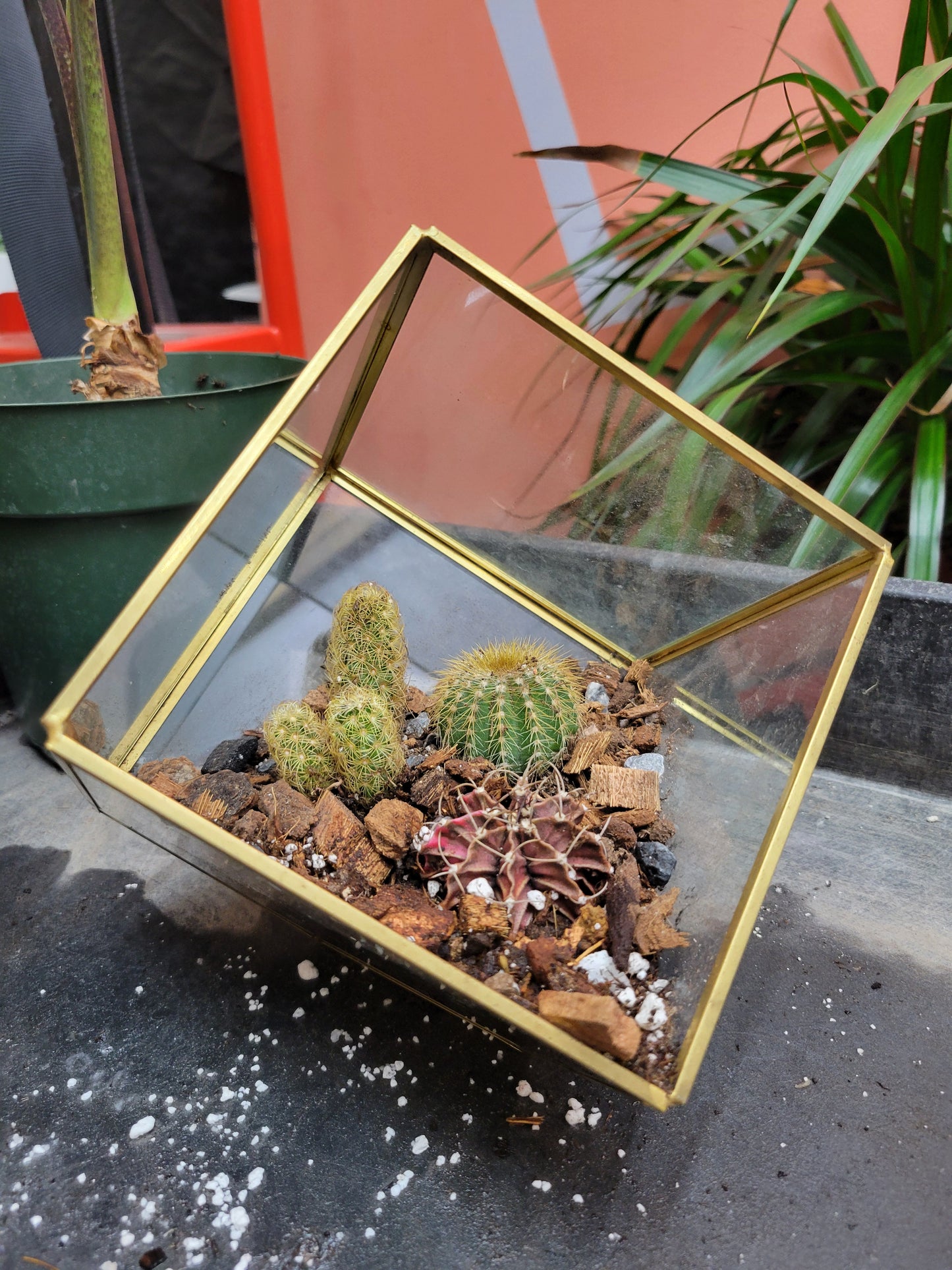 plant terrarium class near me Open Air Terrarium Class – Lazlo Plants