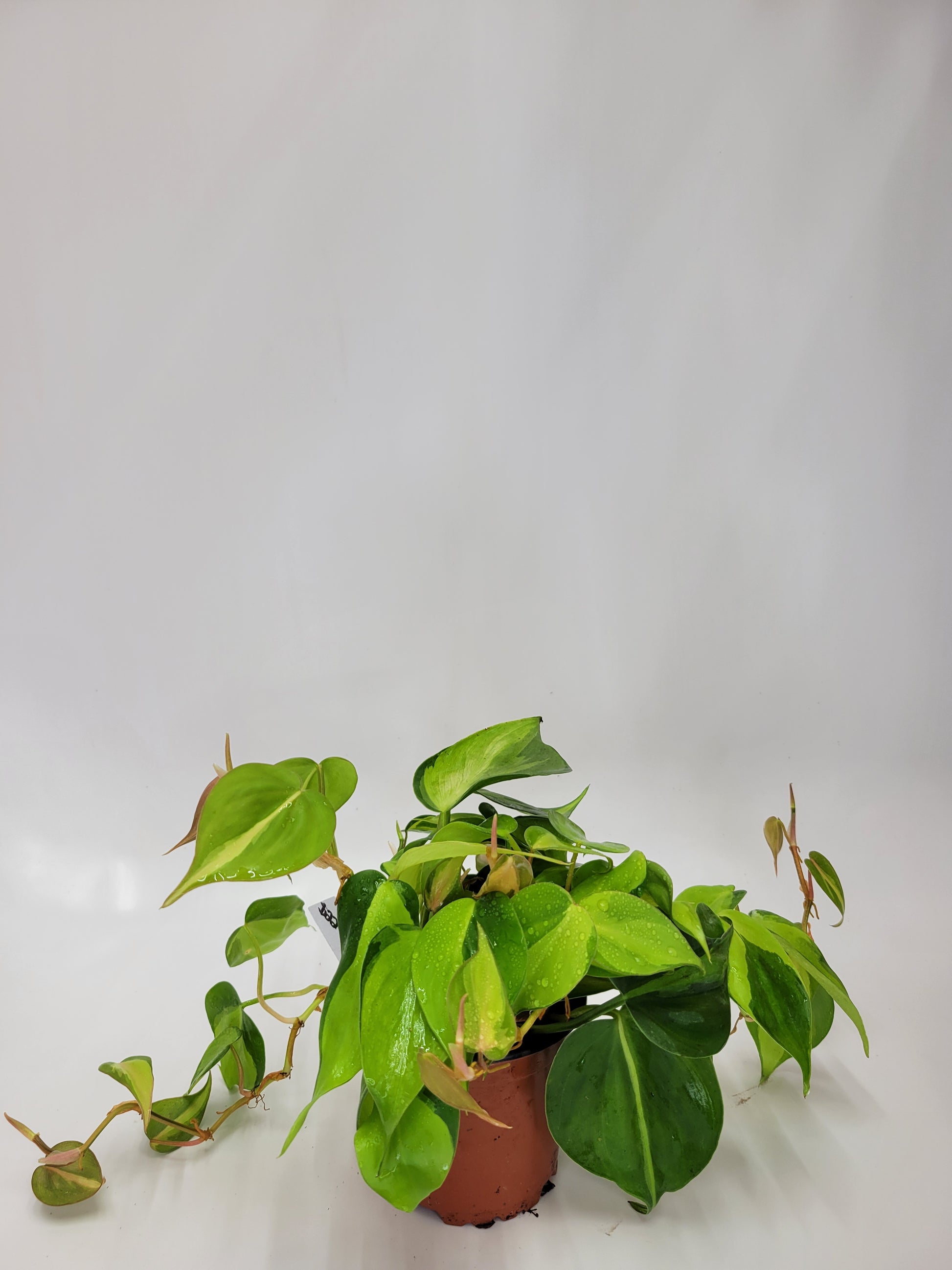 philodendron brazil medium Philodendron Brazil 4"