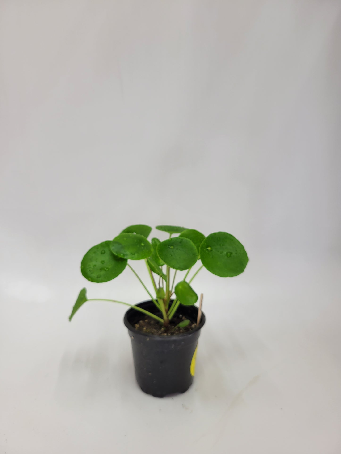 Pilea Chinese Money Plant 4"