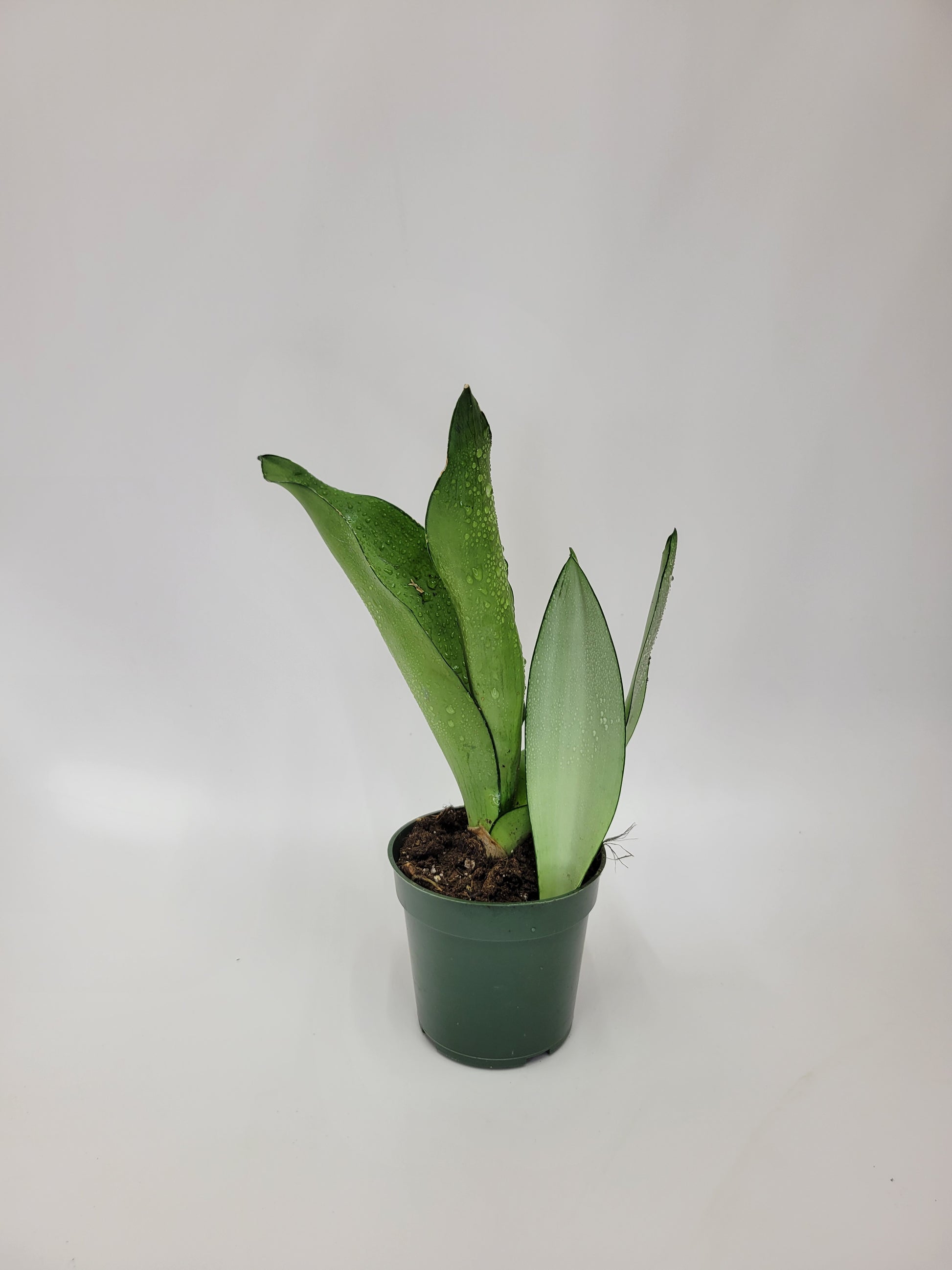 moon snake plant sansevieria moon shine 4" – Lazlo Plants