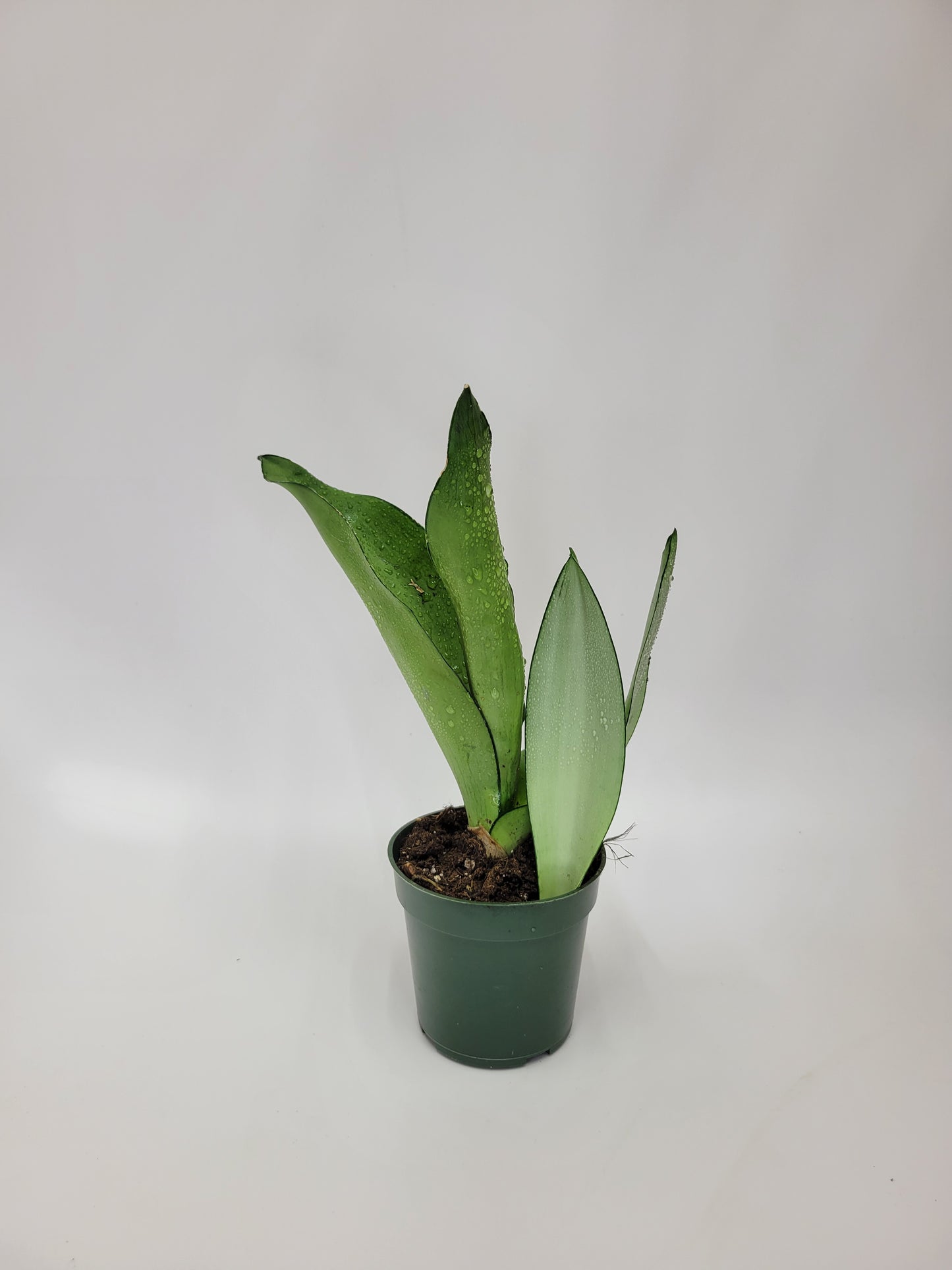 sansevieria moon shine 4"