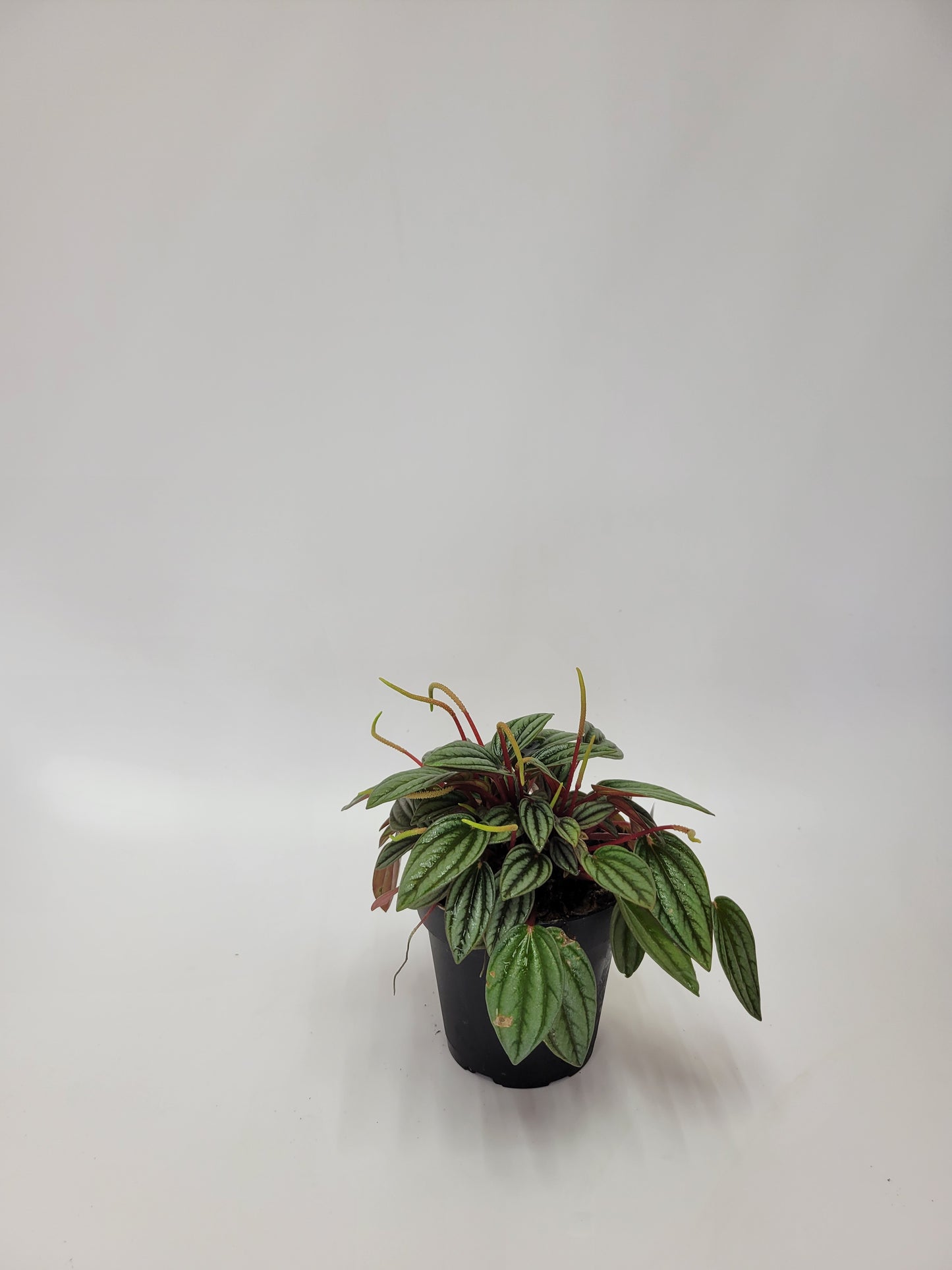 peperomia 4"