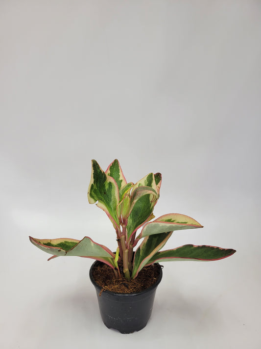 Peperomia