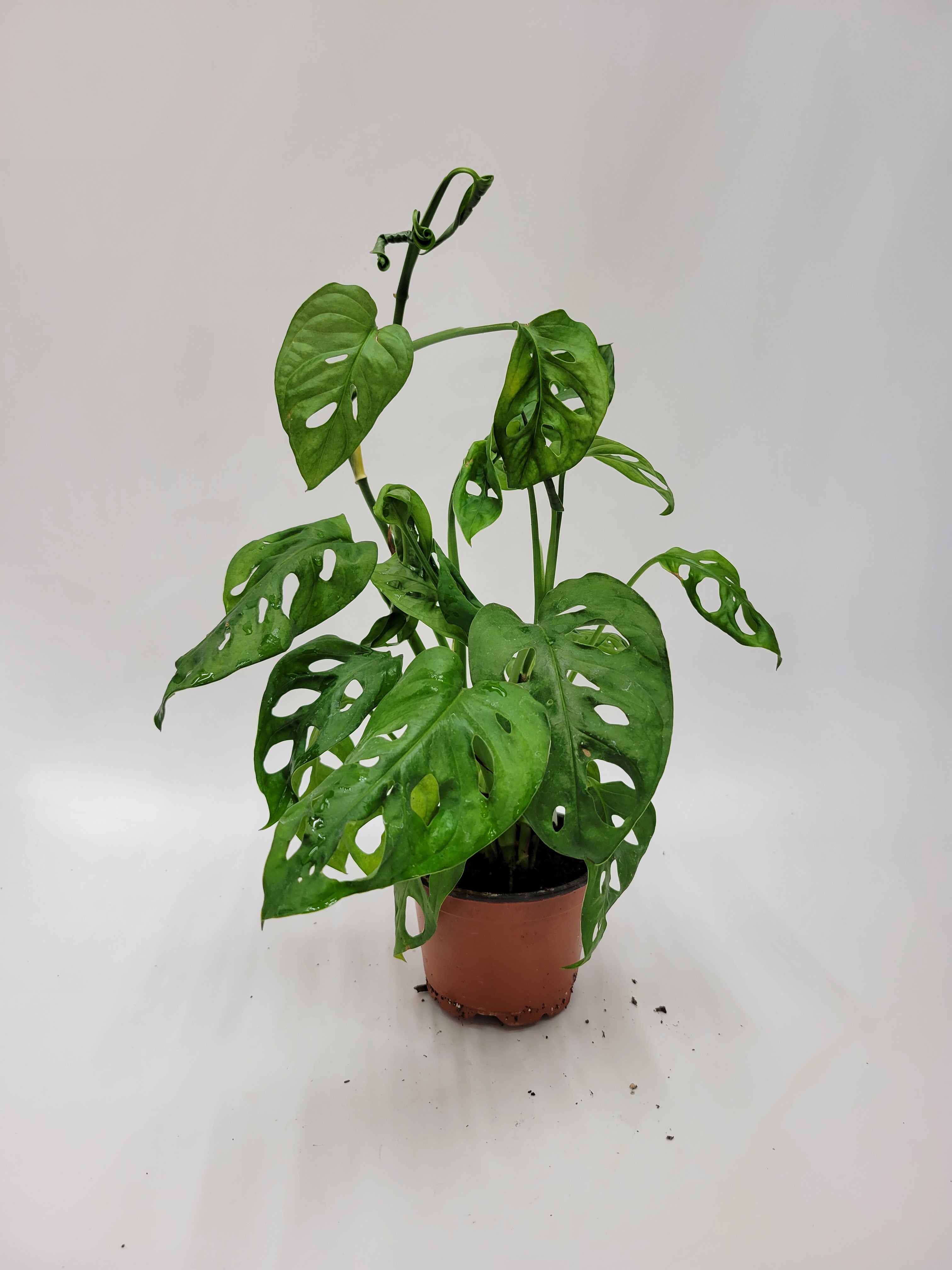 Lazlo Plants Monstera Adansonii