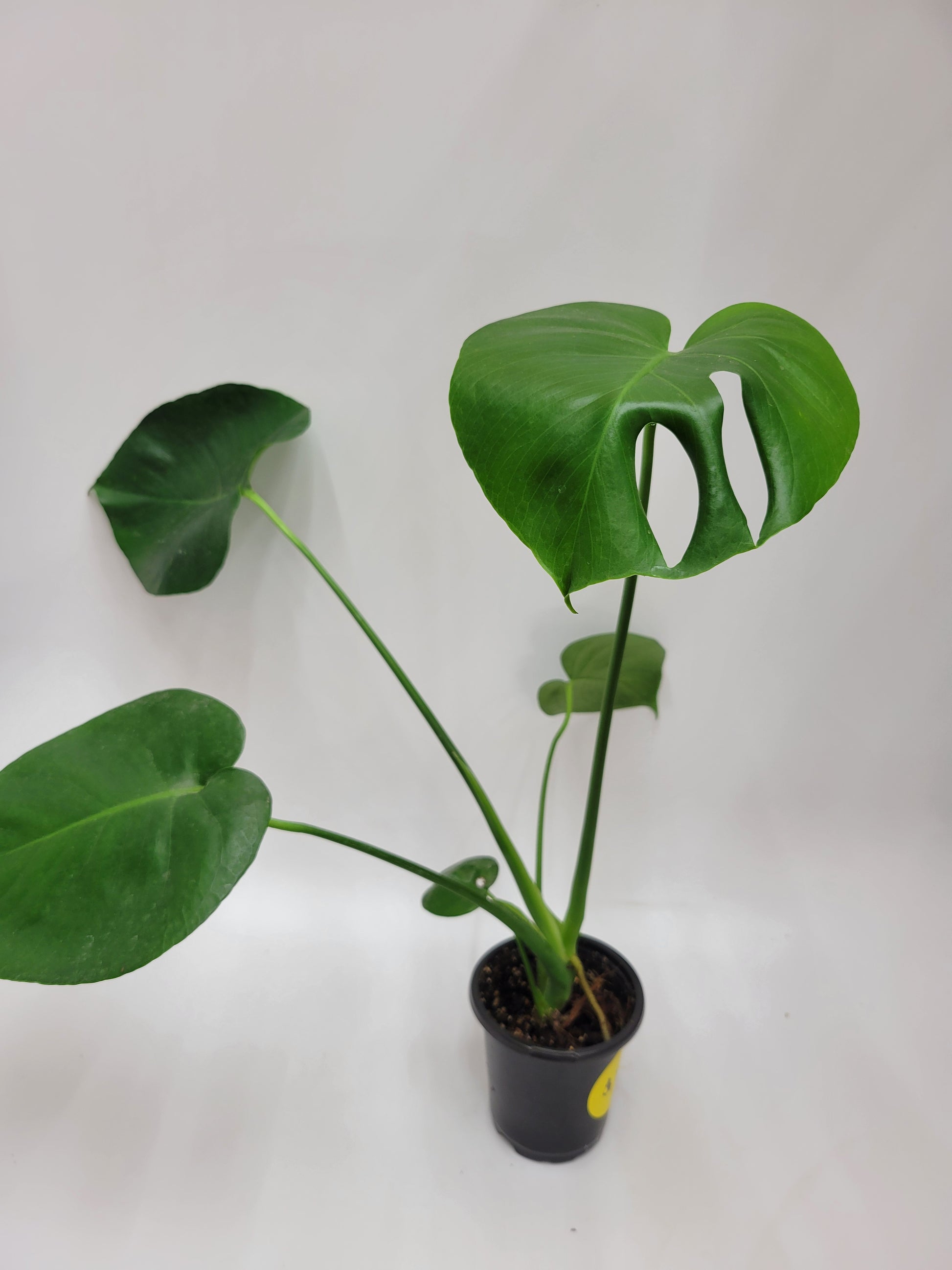 monstera deliciosa 4 inch Monstera Deliciosa 4" – Lazlo Plants