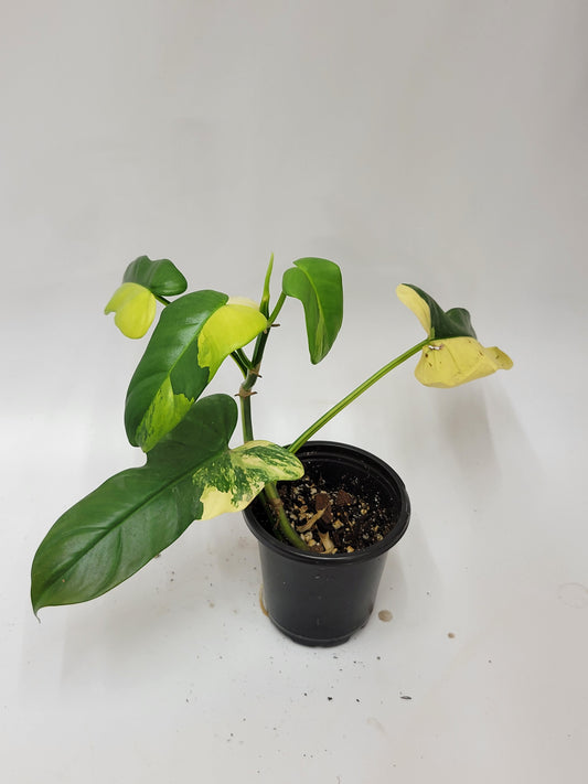 philodendron bipennifolium