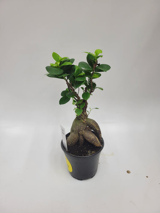 Ficus Ginseng 4"