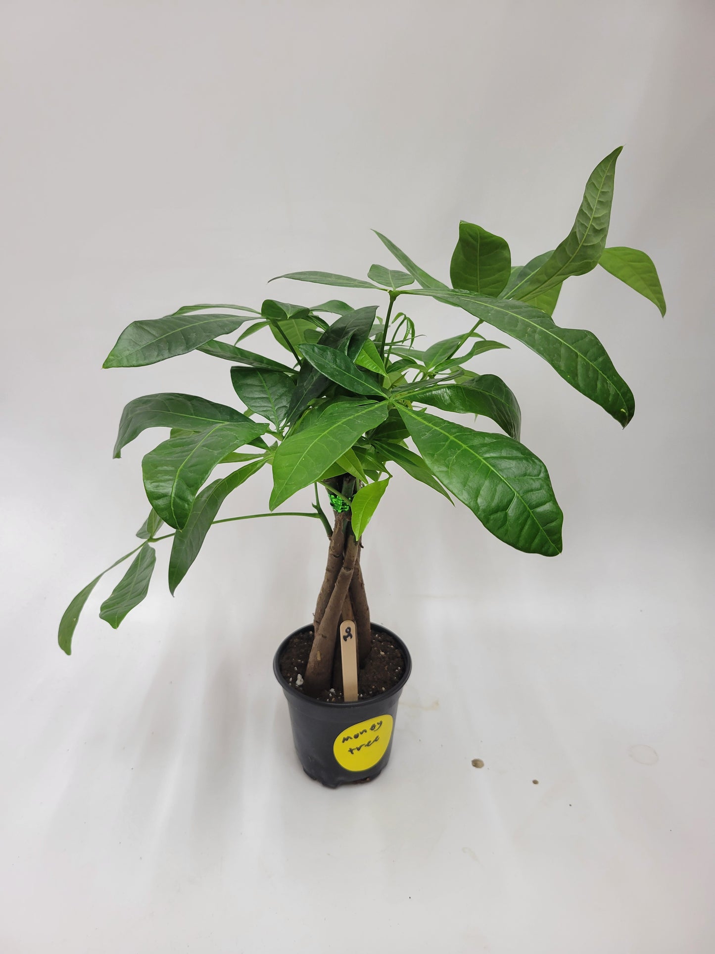 money tree pay Money Tree 4"