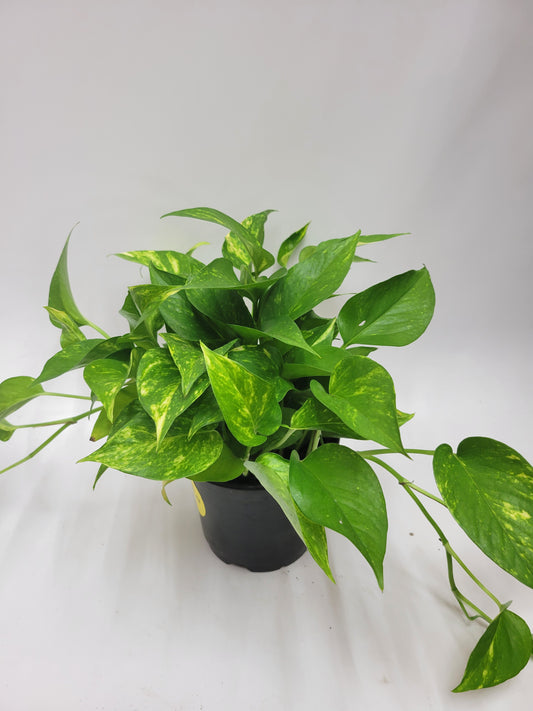 Golden Pothos 6"