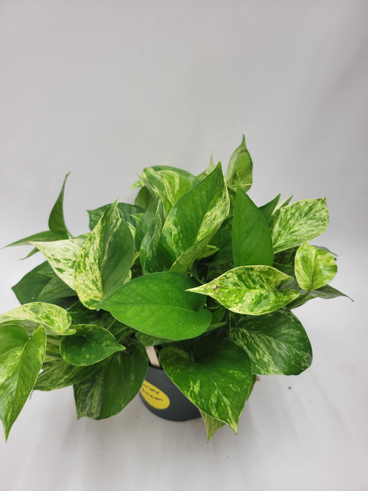 Marble Queen Pothos 6"