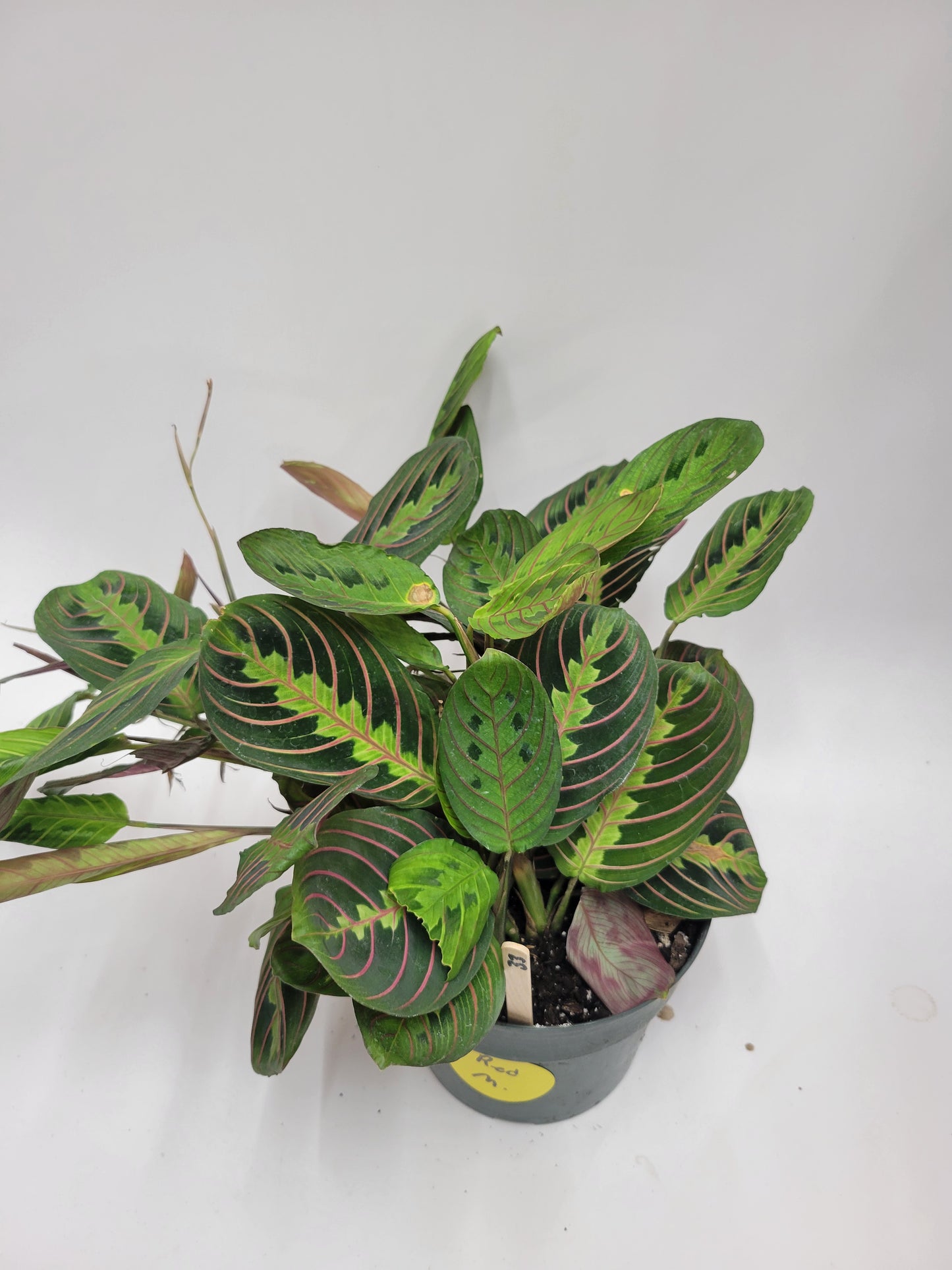 Maranta 6"