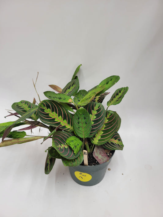 Maranta 6"