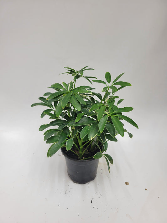 Schefflera 4"