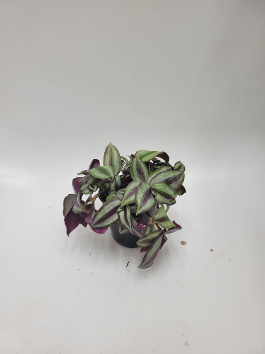 tradescantia 4"