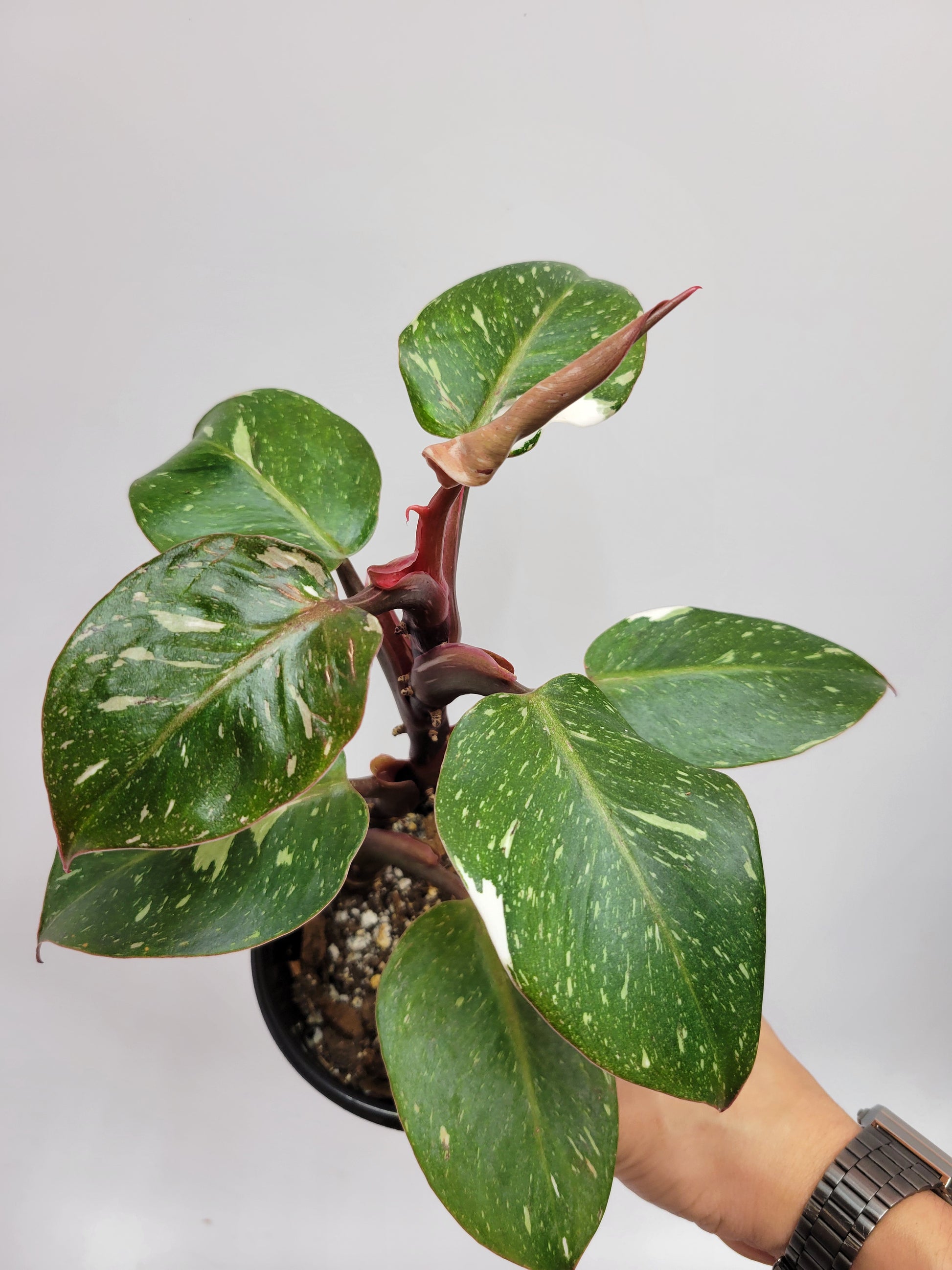 green galaxy philodendron Philodendron White Knight Galaxy – Lazlo Plants