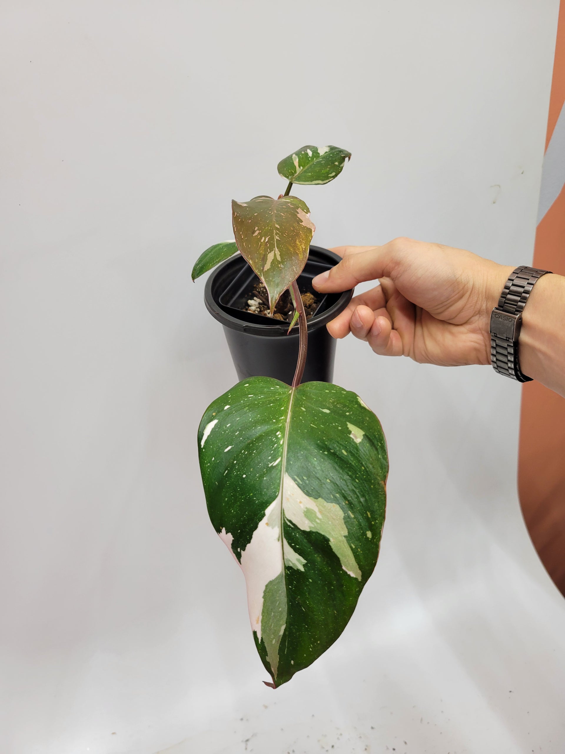 red anderson philodendron for sale Philodendron Red Anderson – Lazlo Plants