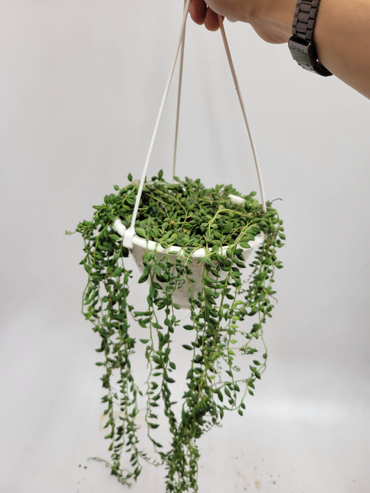 String of pearls