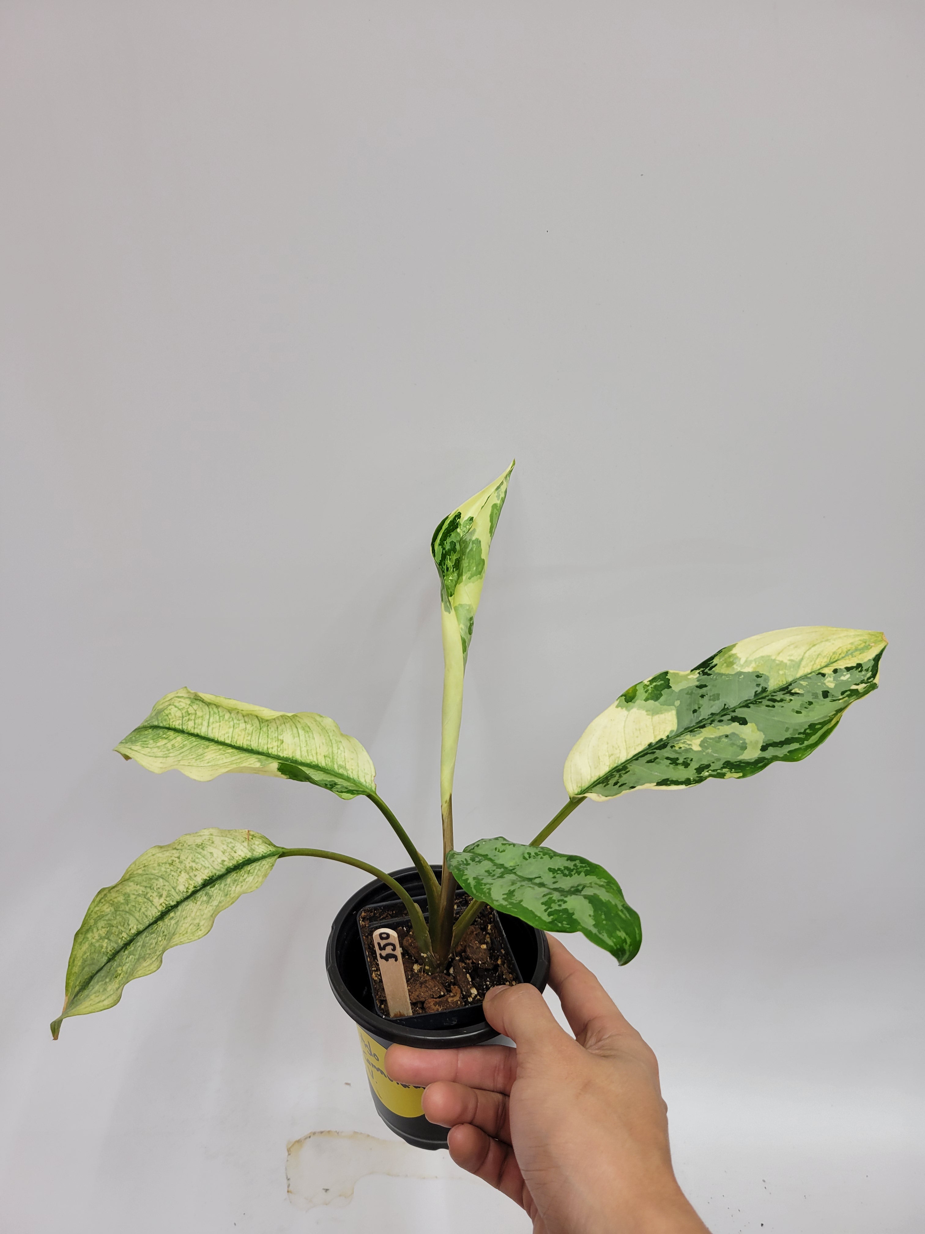 Rare Plants – Lazlo Plants