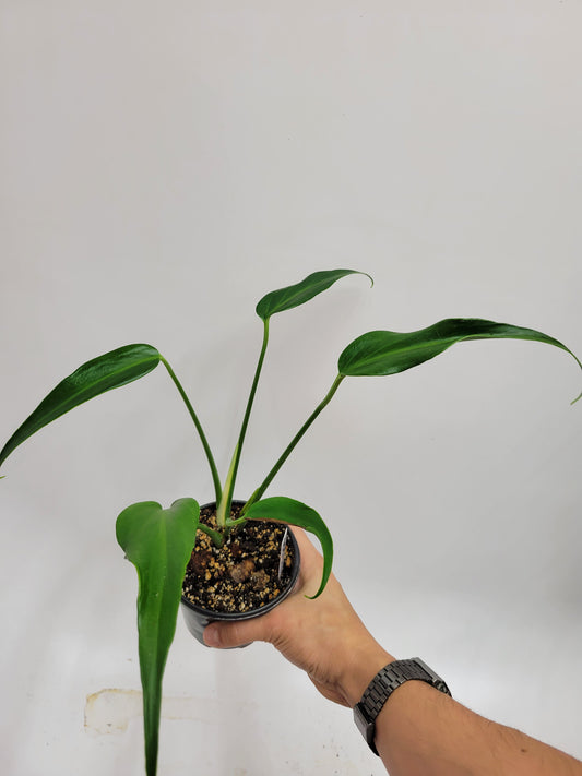 Monstera Burle Marx Flame 4"