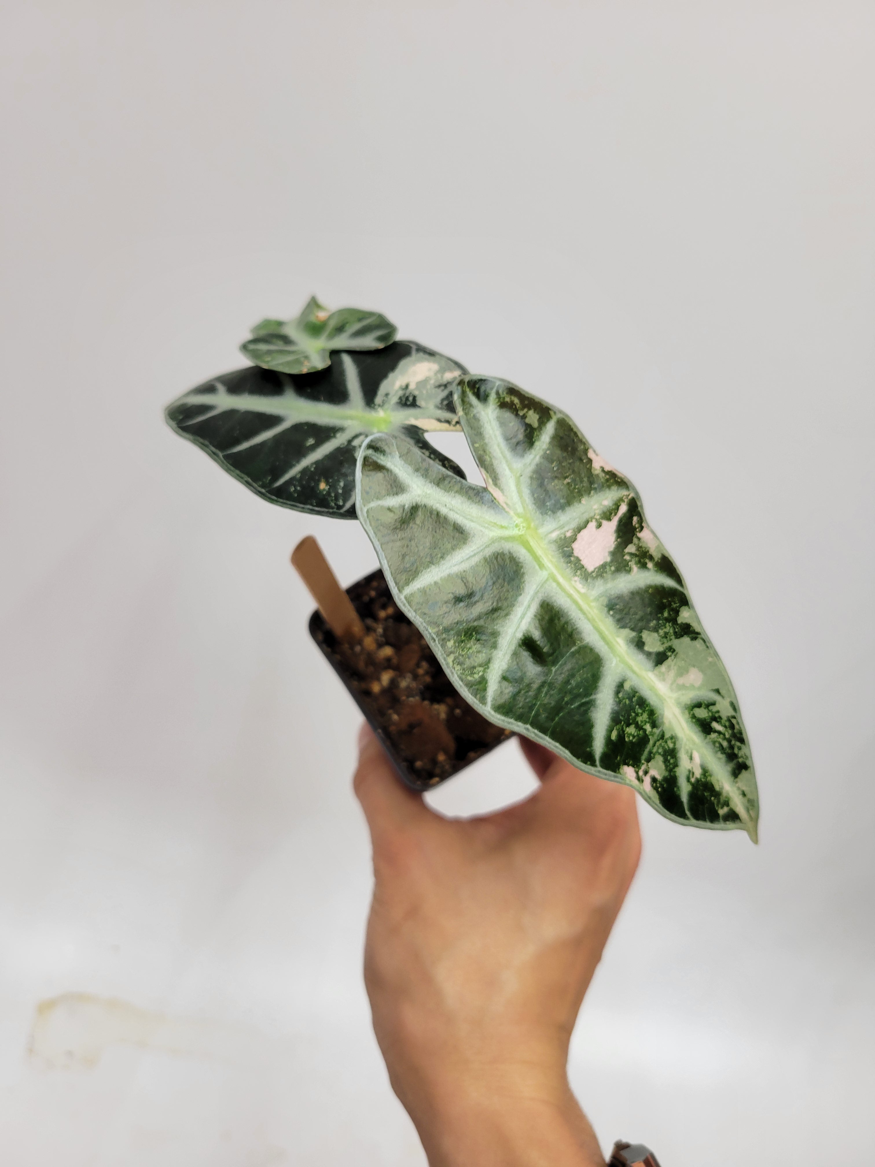 Rare Plants – Lazlo Plants