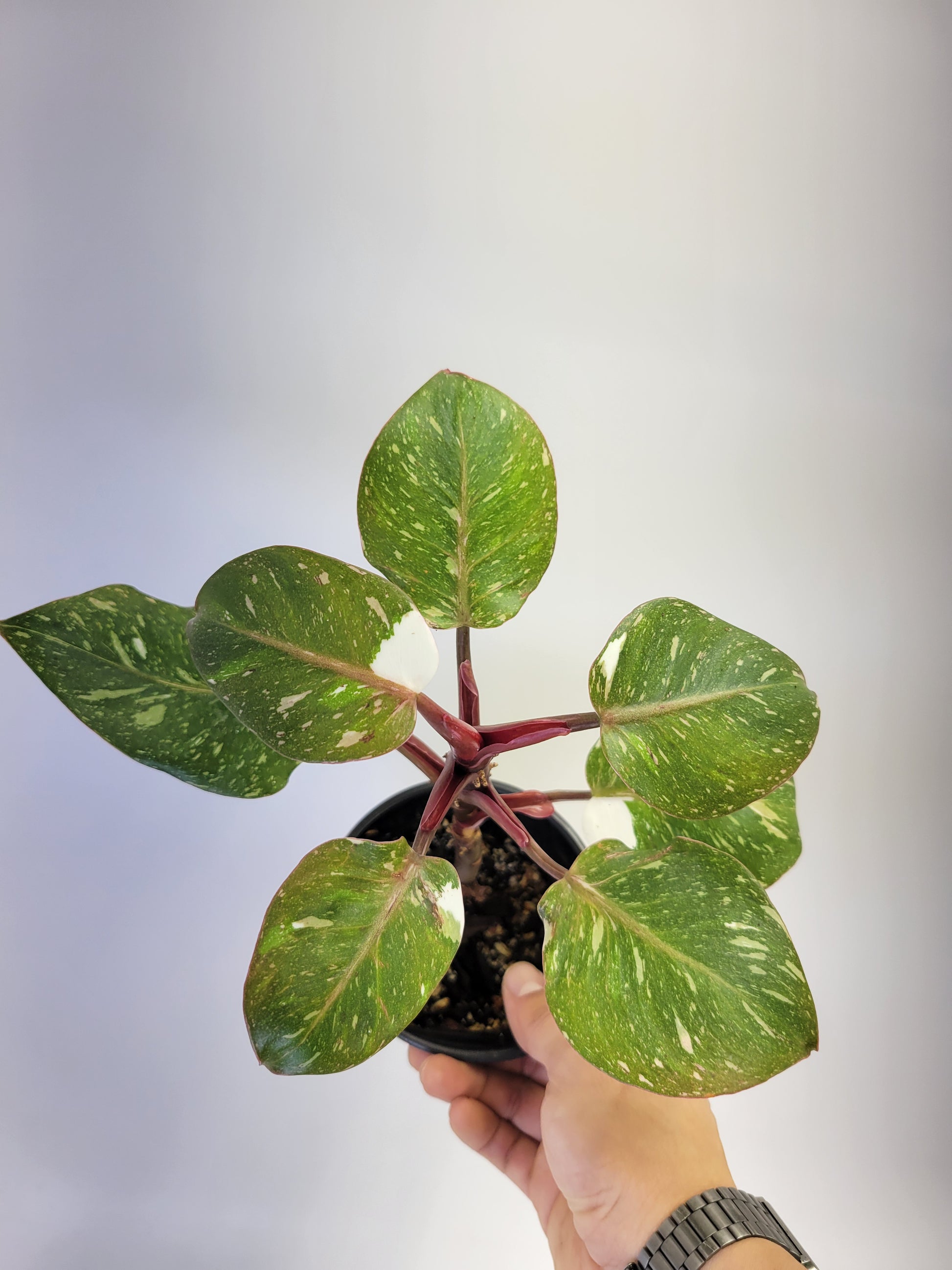 philodendron white knight buy Philodendron White Knight Galaxy – Lazlo Plants