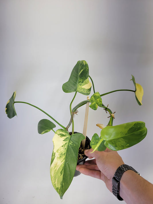 philodendron bipennifolium variegated