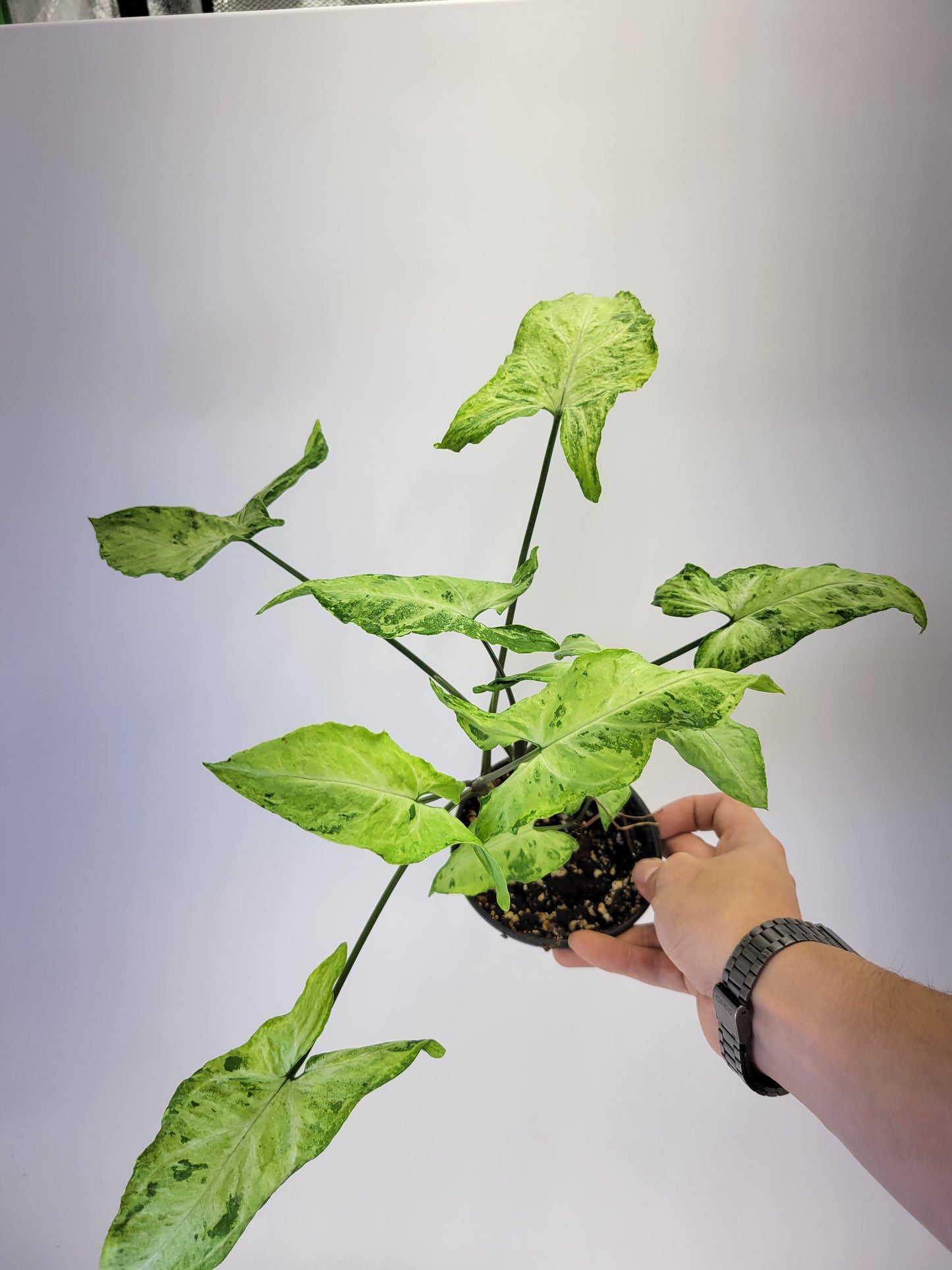 syngonium freckles