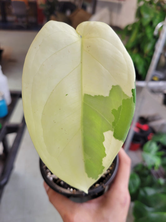 syngonium chiapense variegated