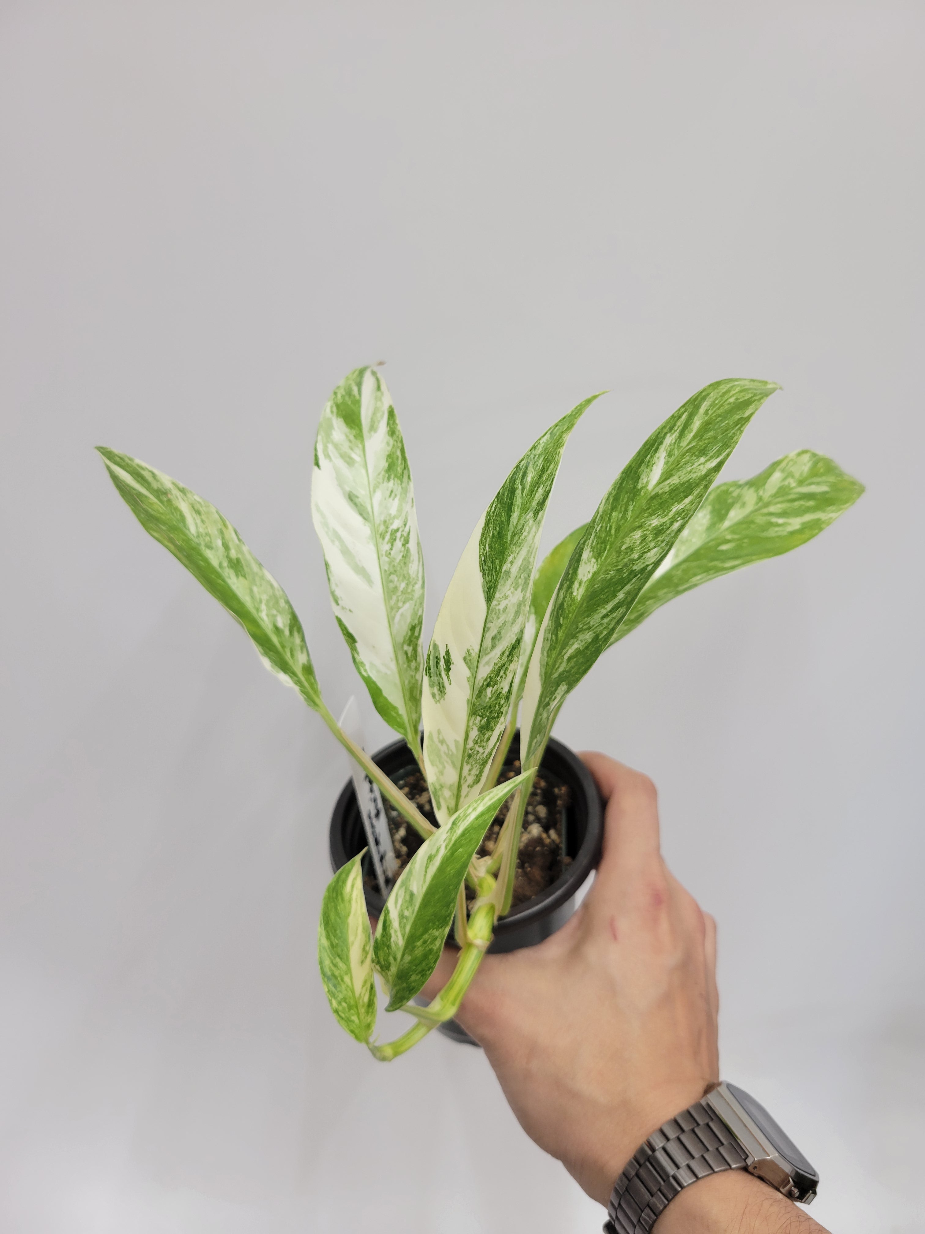 Rhaphidophora megasperma variegated – Lazlo Plants