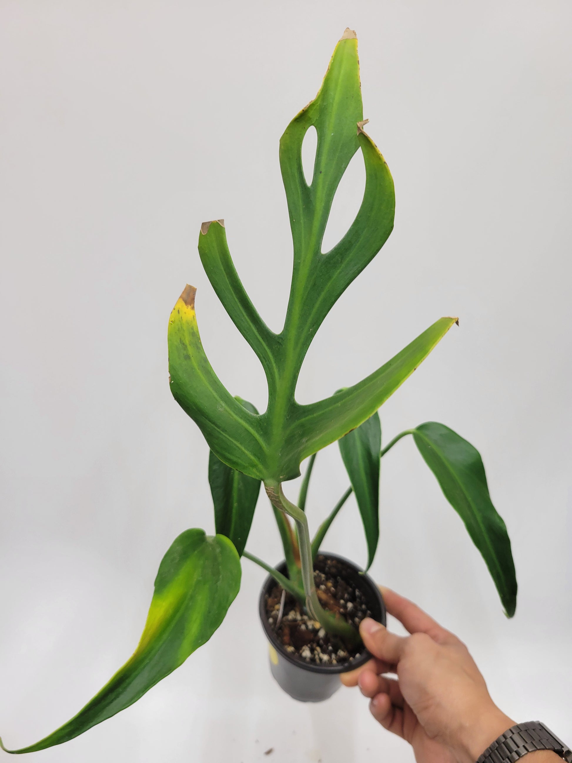 monstera burle marx flame for sale Burle Marx Flame Monstera – Lazlo Plants