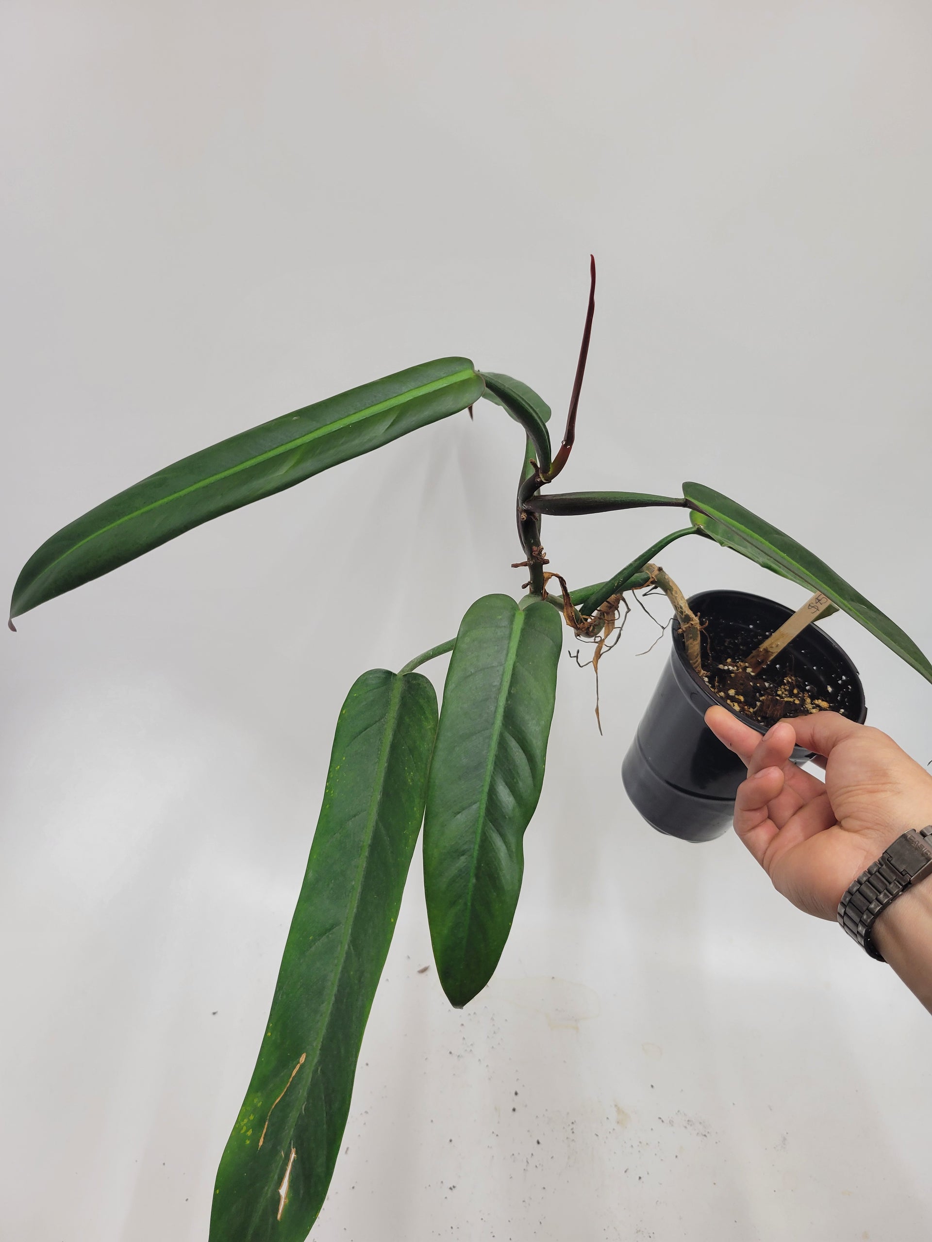 philodendron bicolor care Philodendron Bicolor – Lazlo Plants