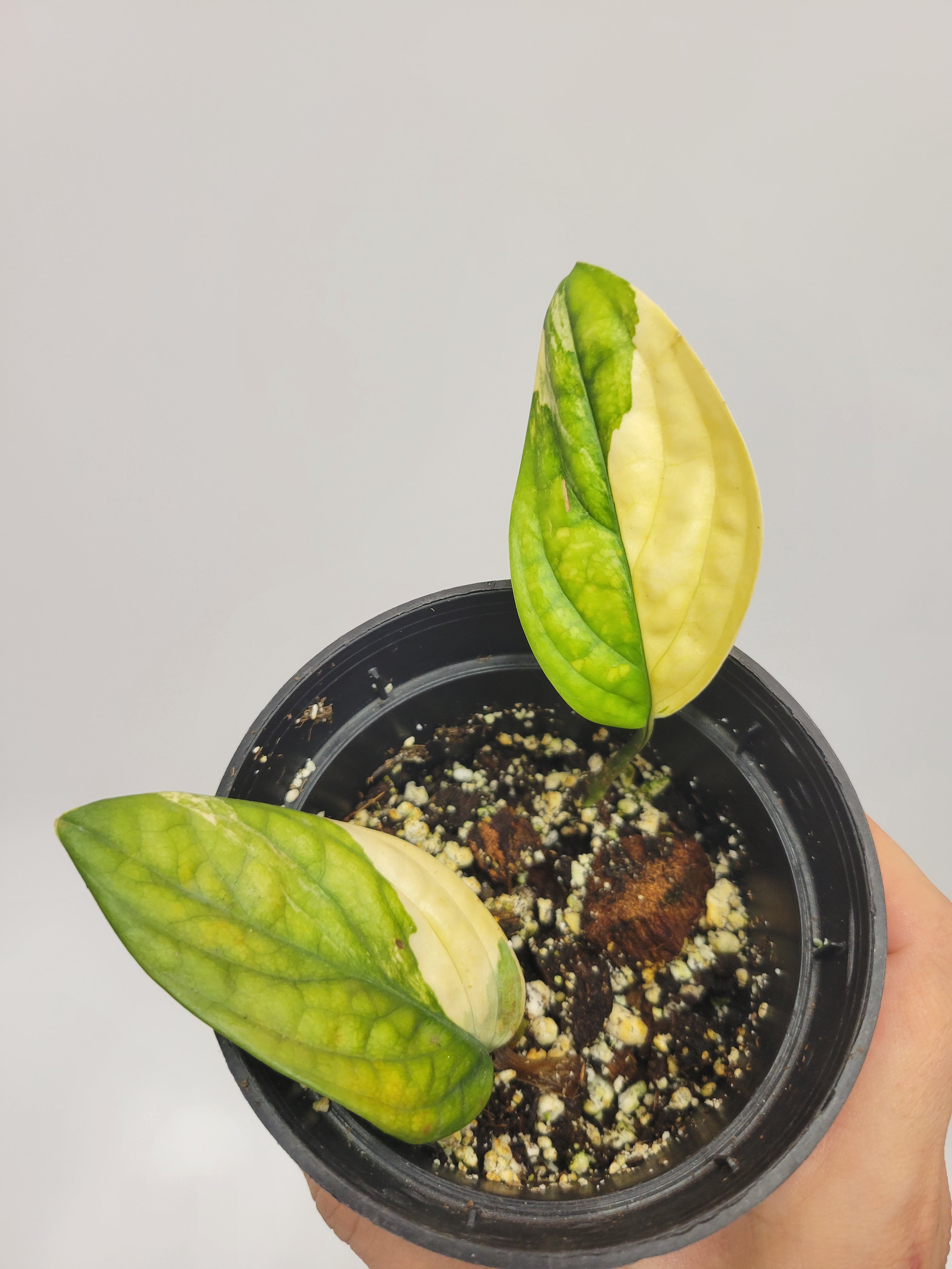 monstera peru yellow leaves Monstera Variegated Peru – Lazlo Plants