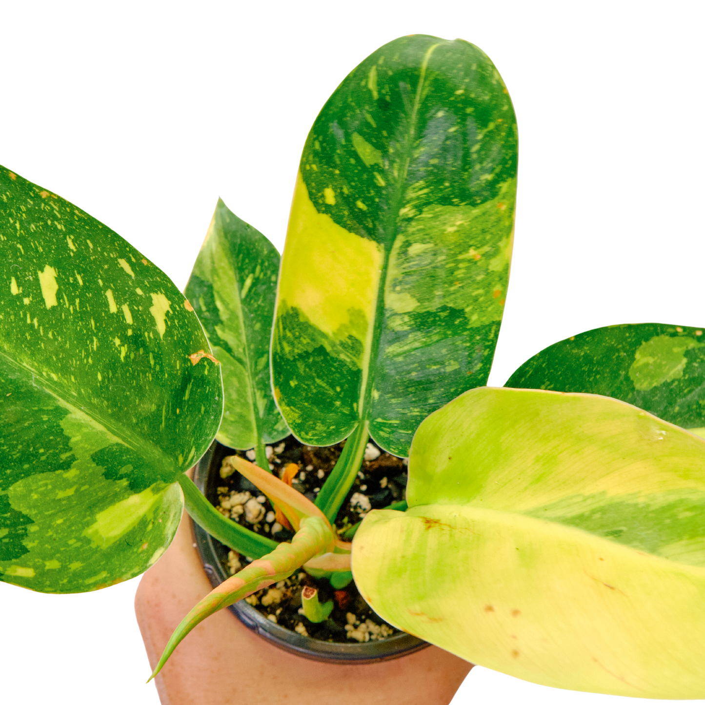 Philodendron Congo 'Nuclear' (15A)