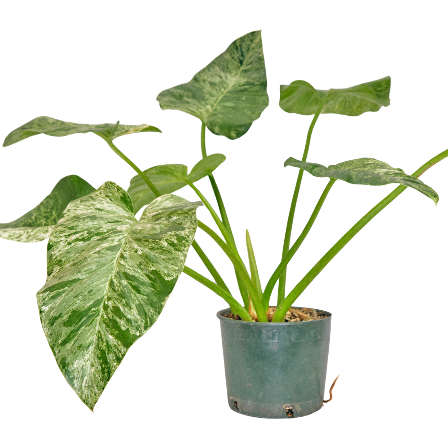 Philodendron Giganteum Variegated 'Blizzard' (12B)