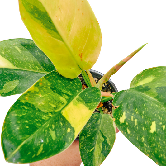Philodendron Congo 'Nuclear' (15A)