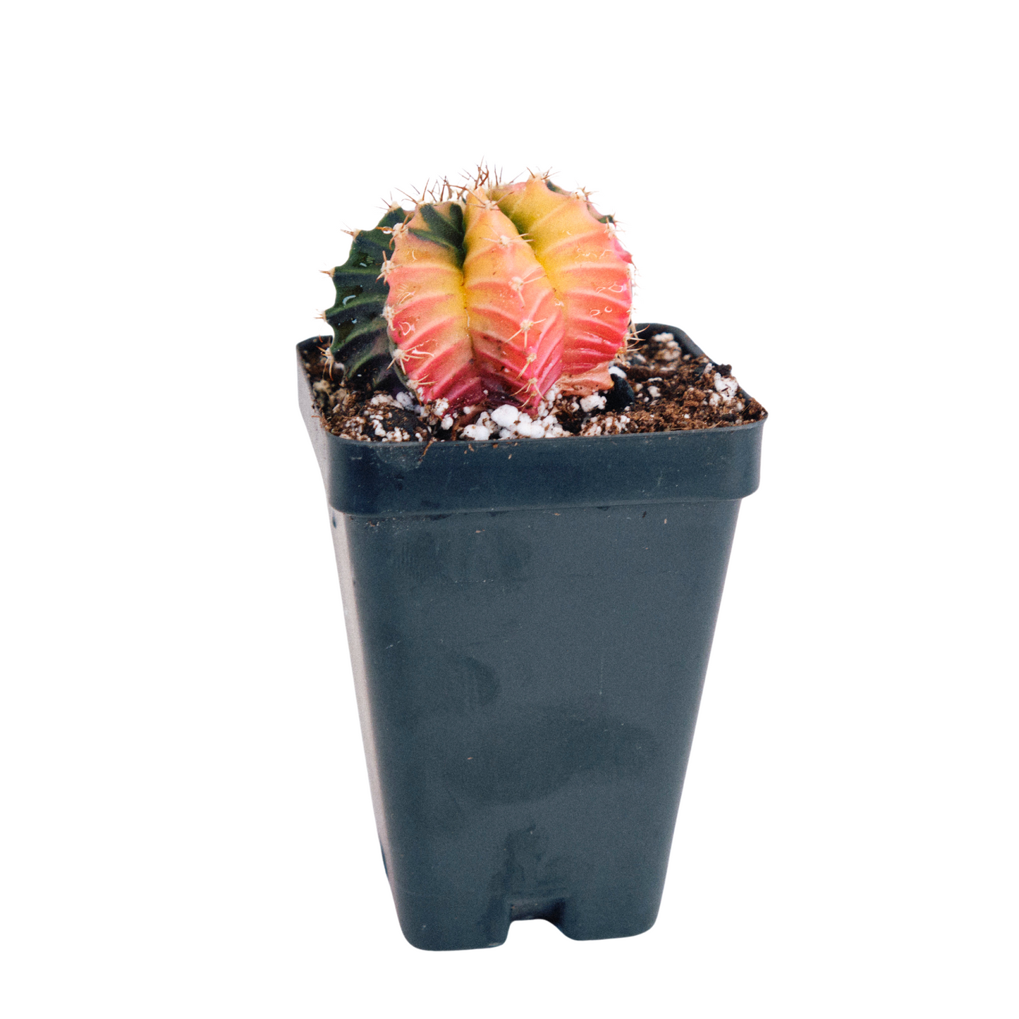 Rainbow Moon Cactus *High Color*