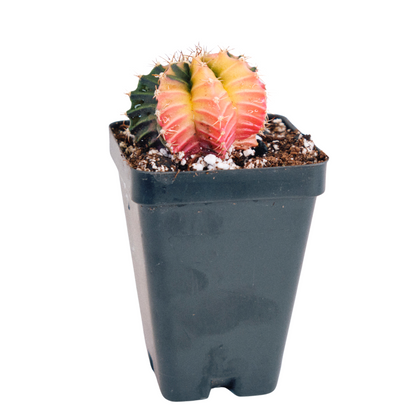 Rainbow Moon Cactus *High Color*