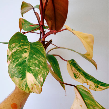 Philodendron 'Strawberry Shake' (17A) *High Color*