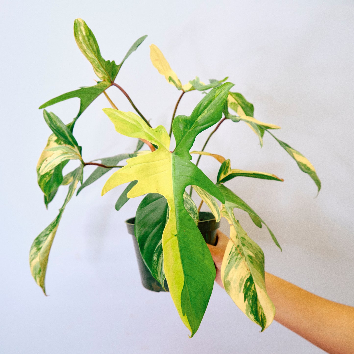 Philodendron 'Florida Beauty' (29A) *High Color*