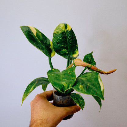 Philodendron 'Congo Nuclear' (37A) *Mother Plant*