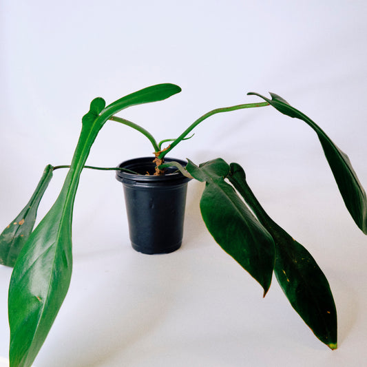 Philodendron Joepii (42A)