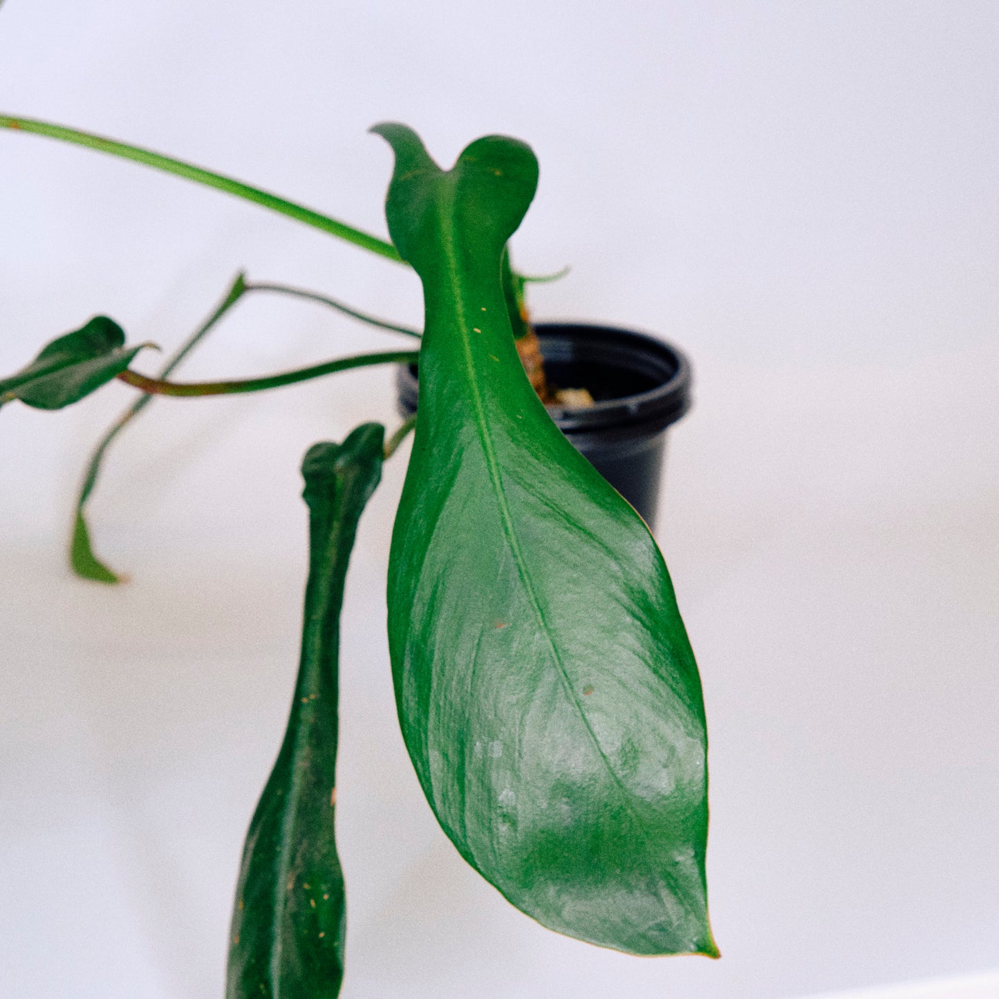 Philodendron Joepii (42A)