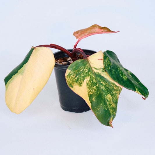 Philodendron 'Strawberry Shake' (32C)