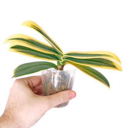 Phalaenopsis Sogo Yenlin 'Variegated Coffee'